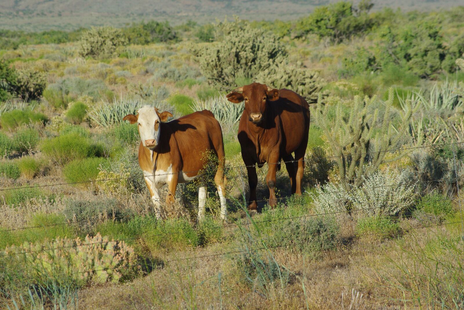 Pentax K200D sample photo. Cows, bovines, grass photography