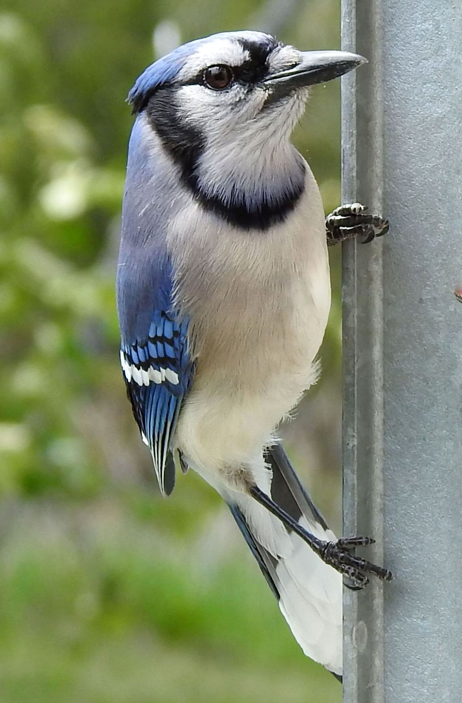 Nikon Coolpix P900 sample photo. Blue jay, cyanocitta cristata photography