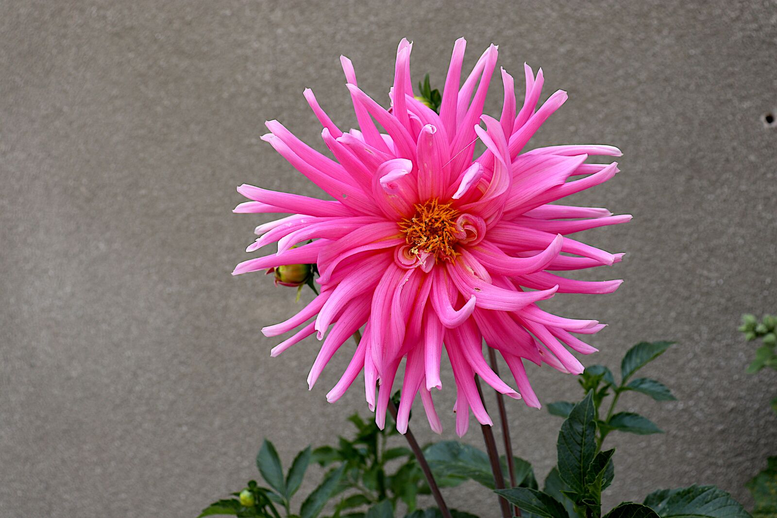 Canon EOS 800D (EOS Rebel T7i / EOS Kiss X9i) sample photo. Dahlia, color pink, flowers photography
