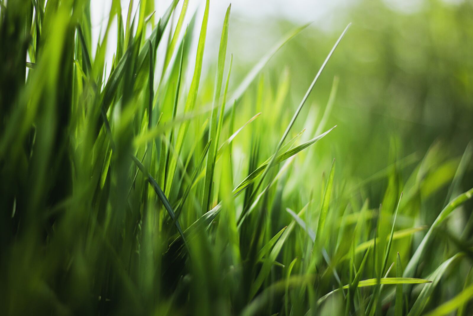 Canon EOS 60D + Canon EF 50mm F1.8 STM sample photo. Grass, nature, green photography
