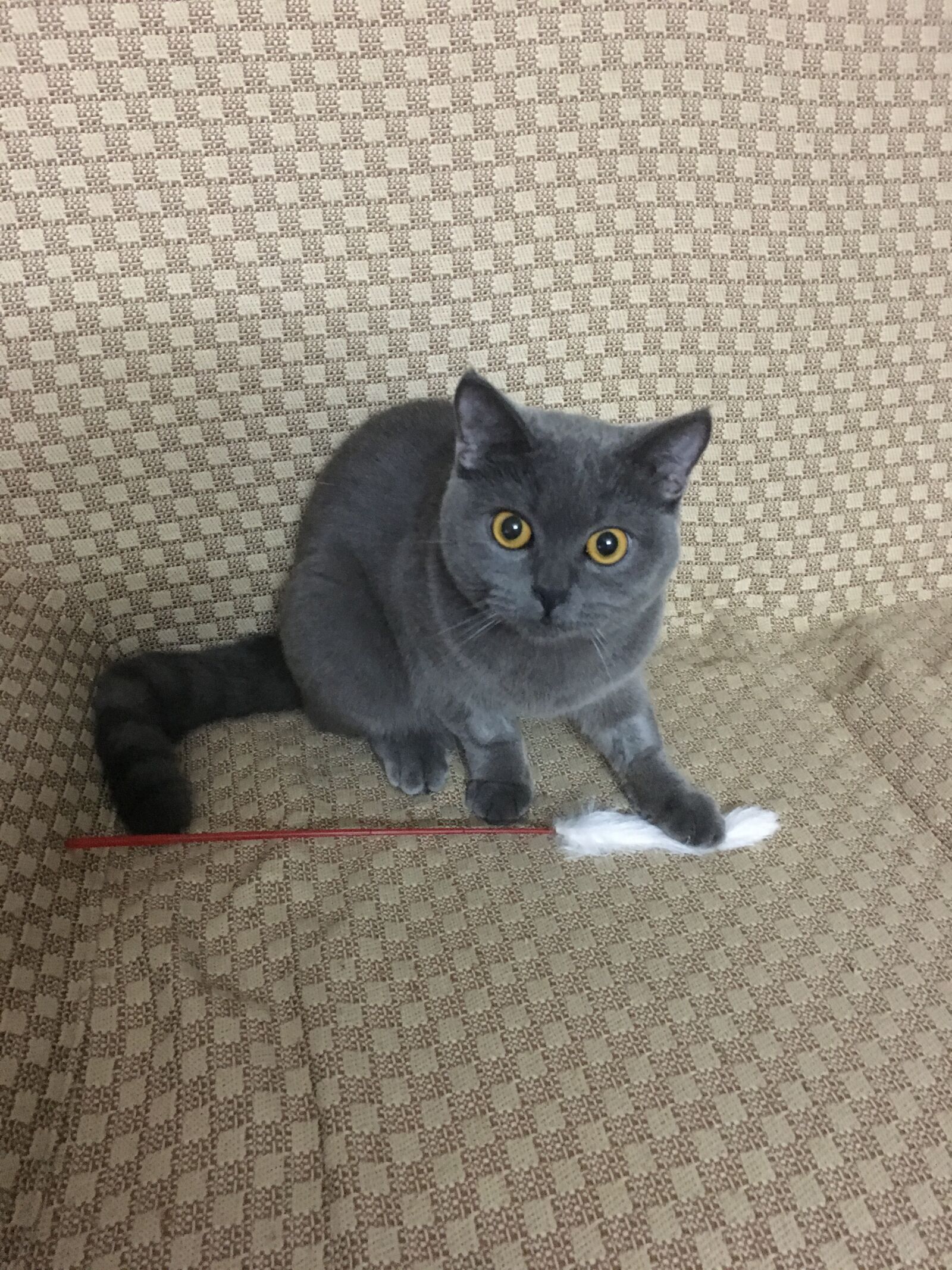 Apple iPhone 6s sample photo. Cat, blue cat, british photography