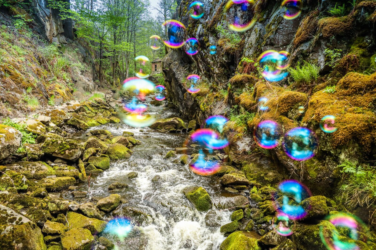 Canon EOS R sample photo. Soap bubble, landscape, river photography