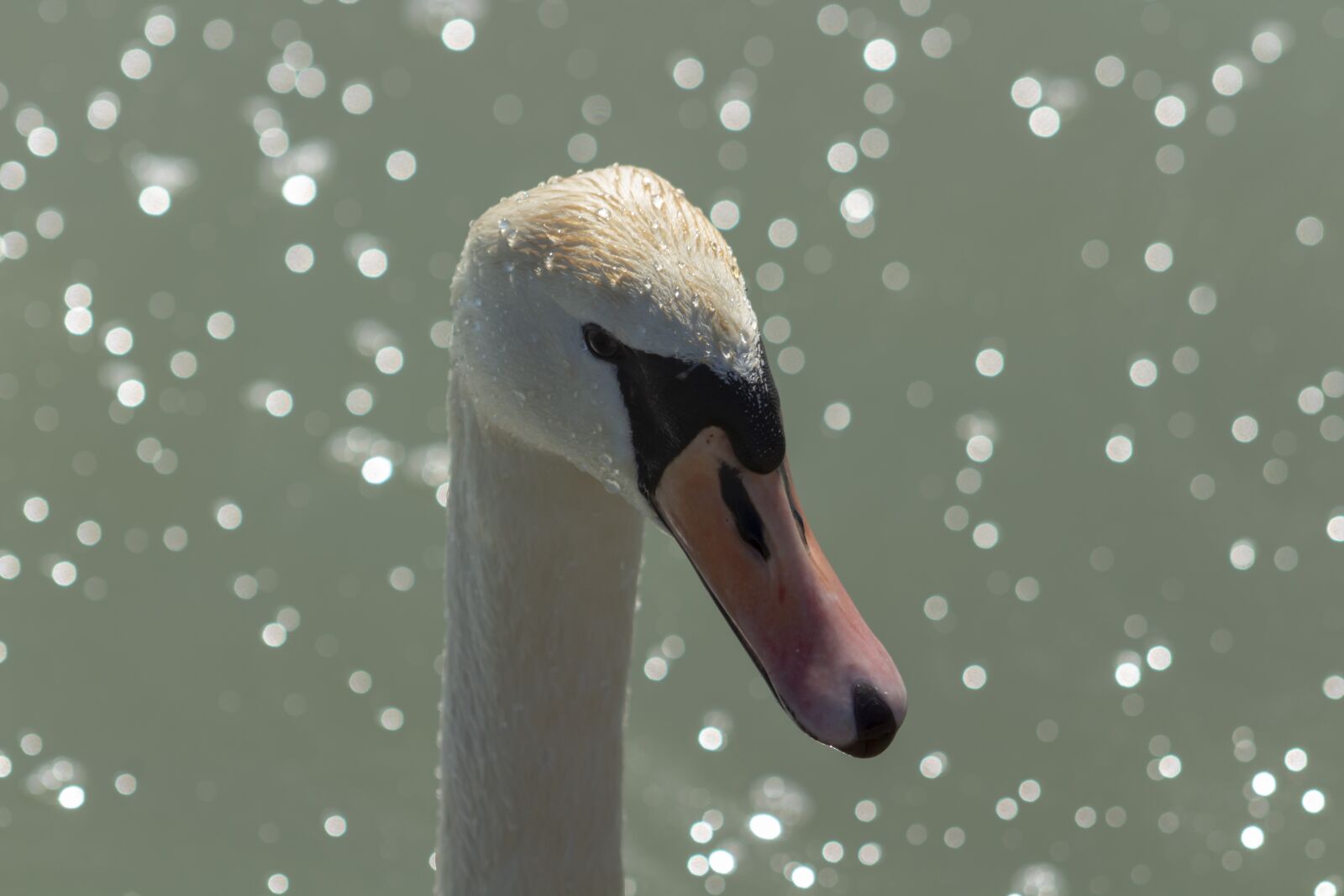 Canon EF75-300mm f/4-5.6 sample photo. Animal, bird, birds photography