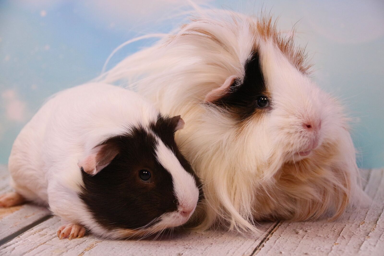 Canon EOS 700D (EOS Rebel T5i / EOS Kiss X7i) sample photo. Guinea pig, rodent, pet photography