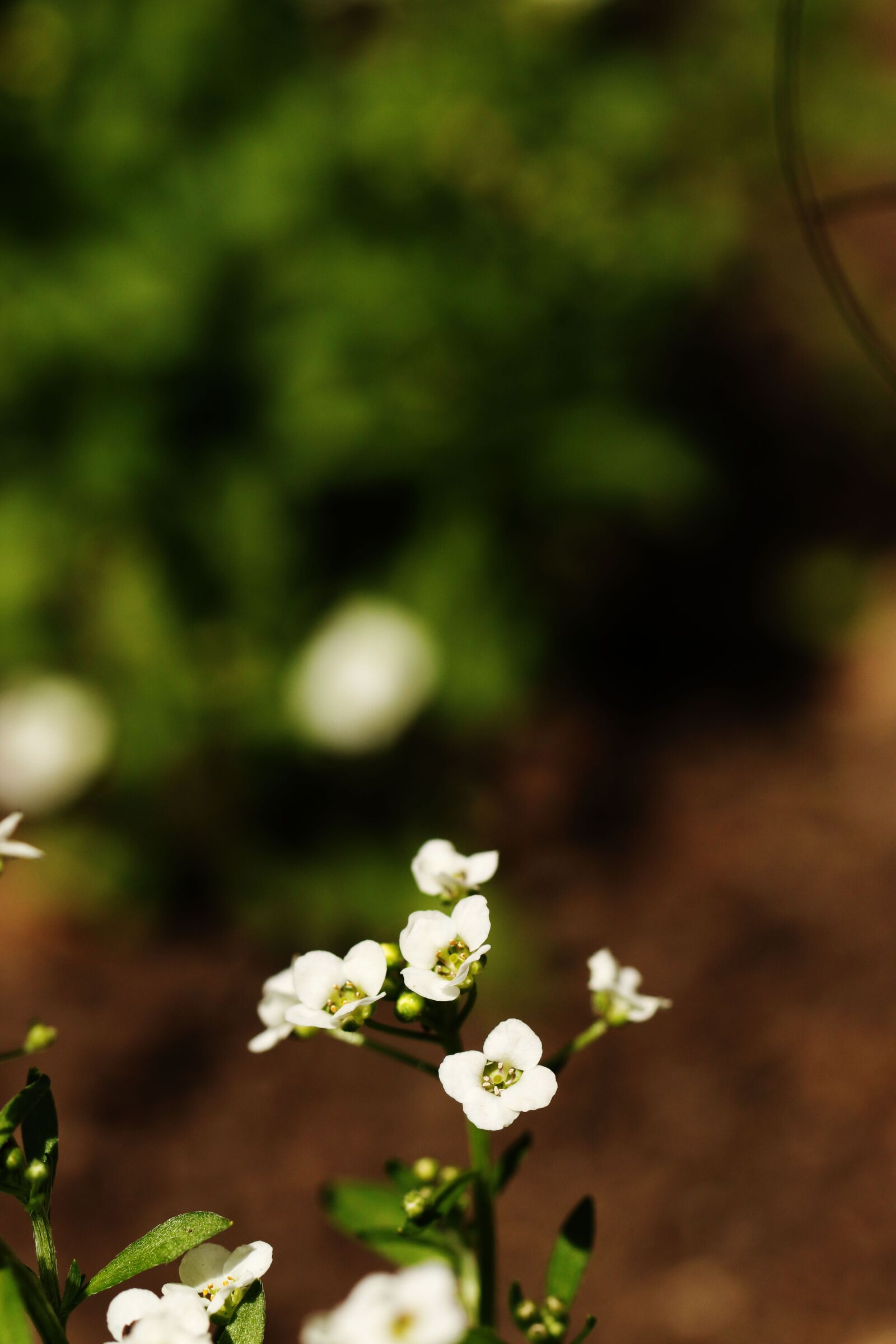 Canon EOS 7D Mark II sample photo. Flowers, summer flowers, garden photography