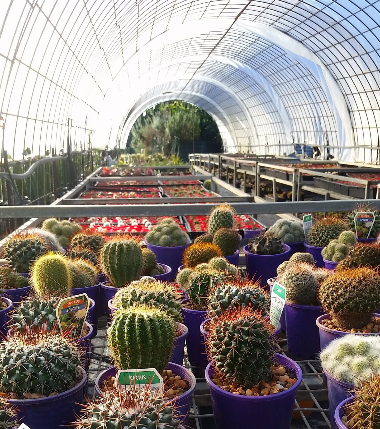 Samsung Galaxy S5 sample photo. Cactus, cacti, plants photography