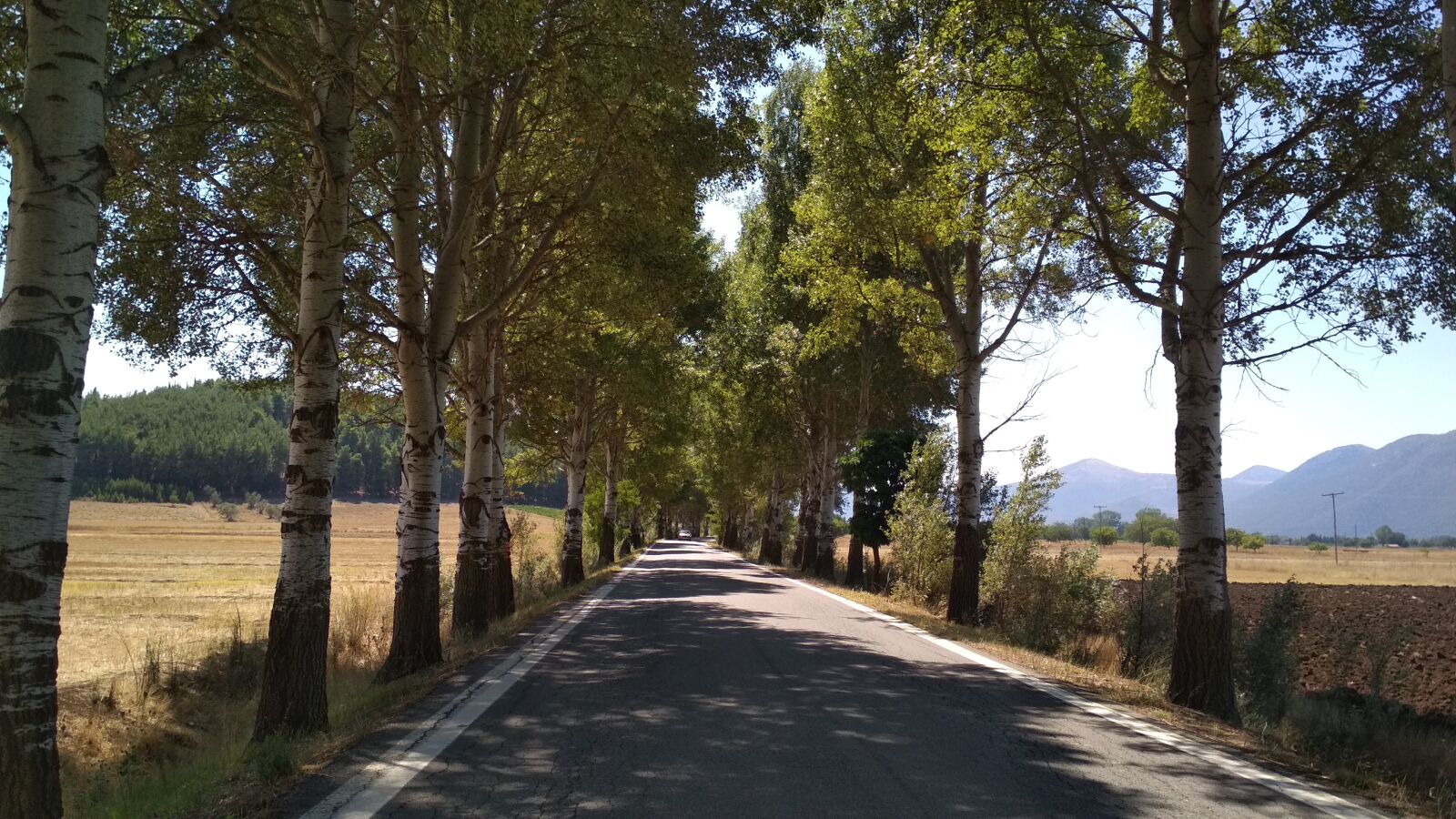 Xiaomi Redmi 4X sample photo. Poplars, trees, alley photography