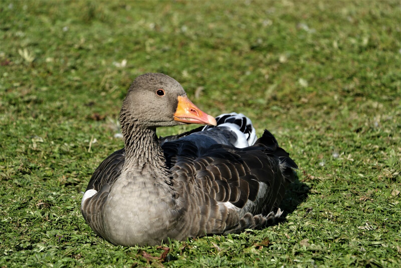 Canon EOS 7D Mark II sample photo. Duck, mallard, bird photography