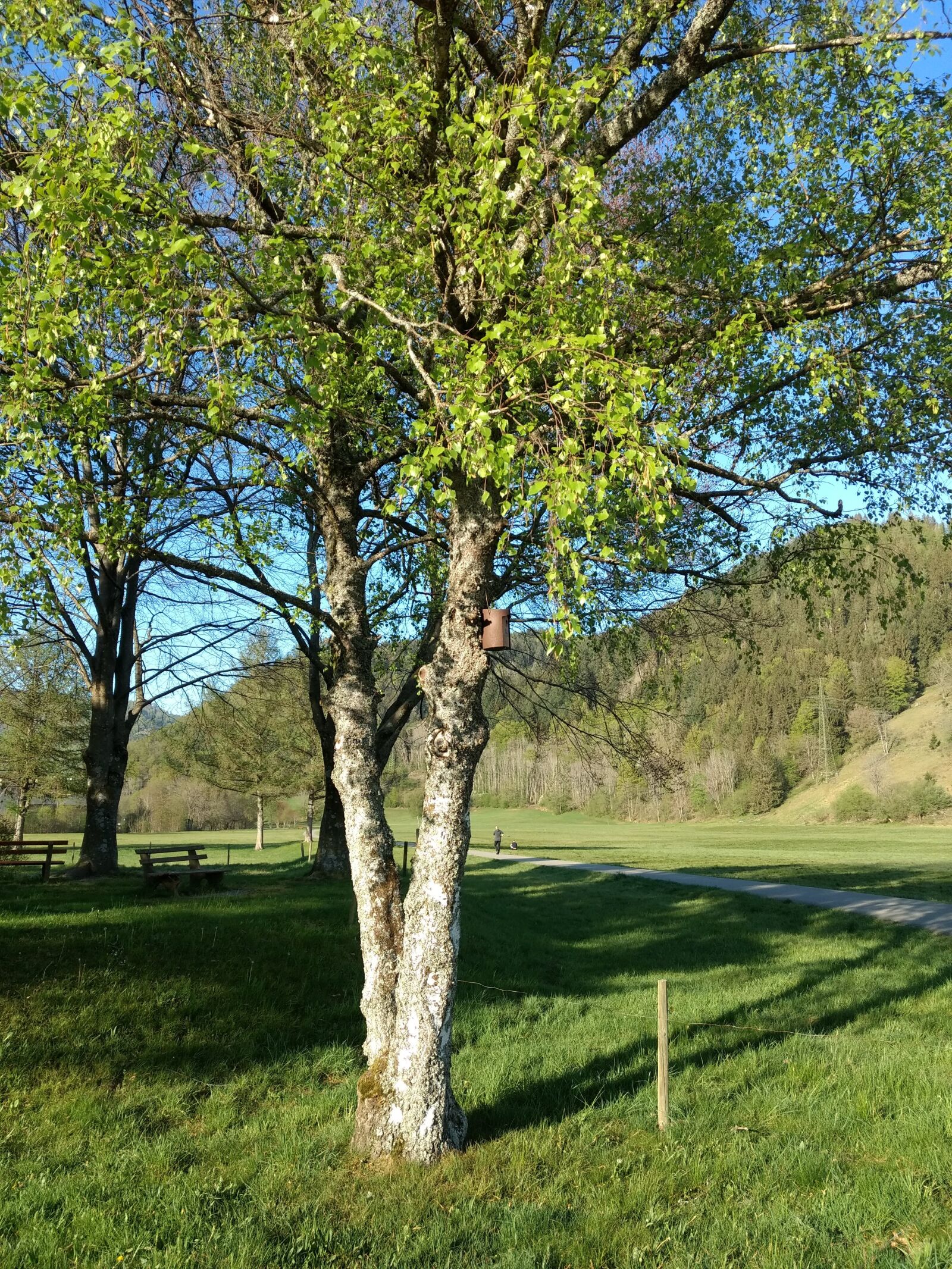 Motorola Moto G (4) sample photo. Birch, away, walk photography