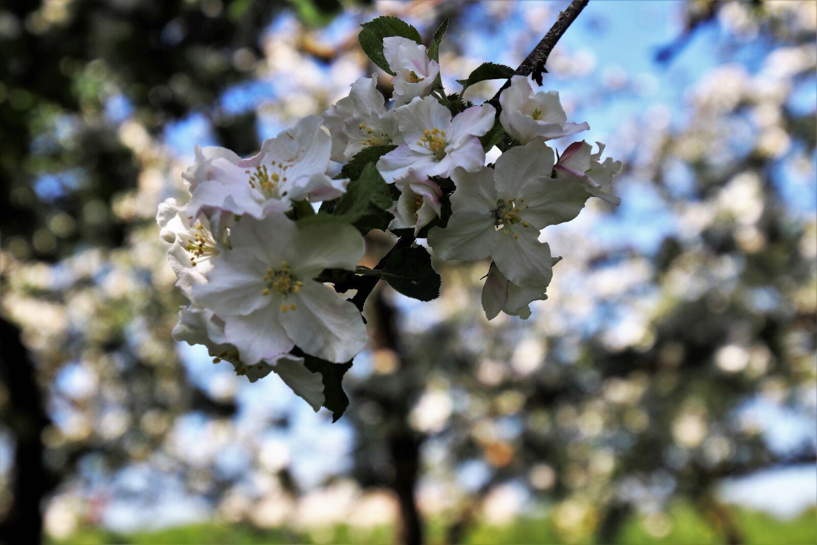 Canon EOS 80D sample photo. Fruit trees, in the photography