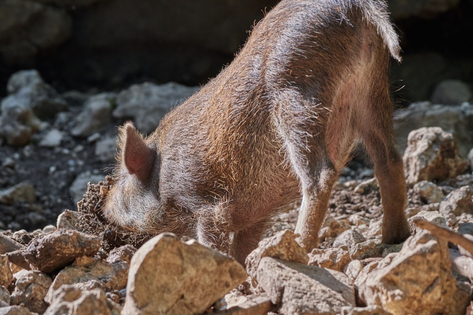 Nikon D500 sample photo. Pig, dig, boar photography