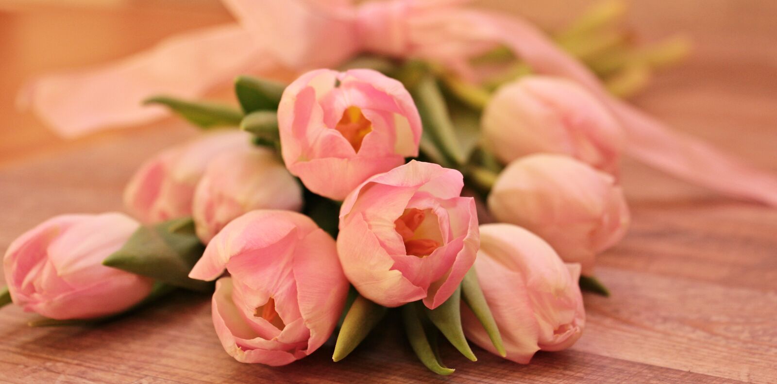 Canon EOS 550D (EOS Rebel T2i / EOS Kiss X4) sample photo. Tulips, tulipa, flowers photography