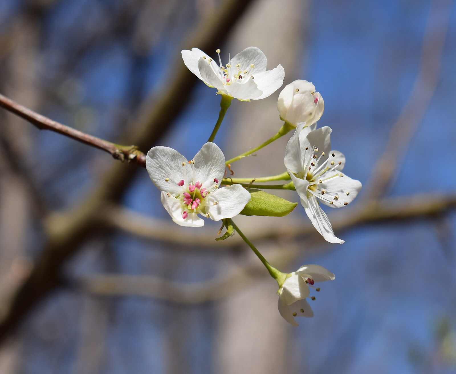 Nikon D3300 sample photo. Wild cherry blossoms, wild photography
