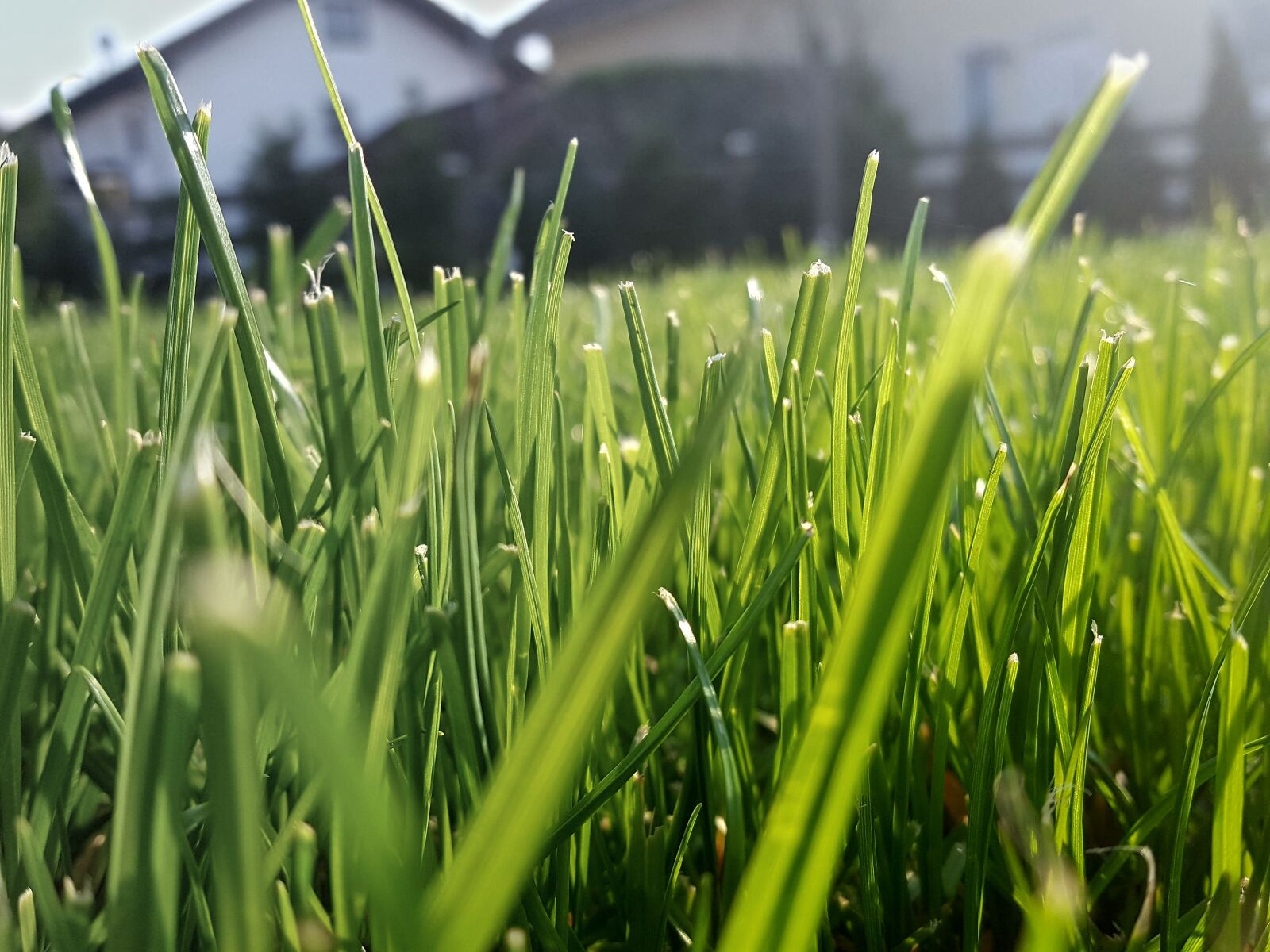 Samsung Galaxy S6 sample photo. Grass, rush, green photography