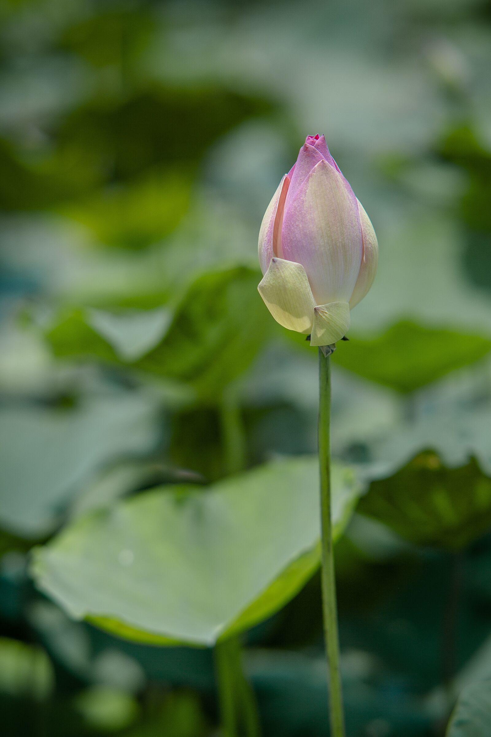 Canon EOS 5D Mark III sample photo. Lotus, vietnam, color photography