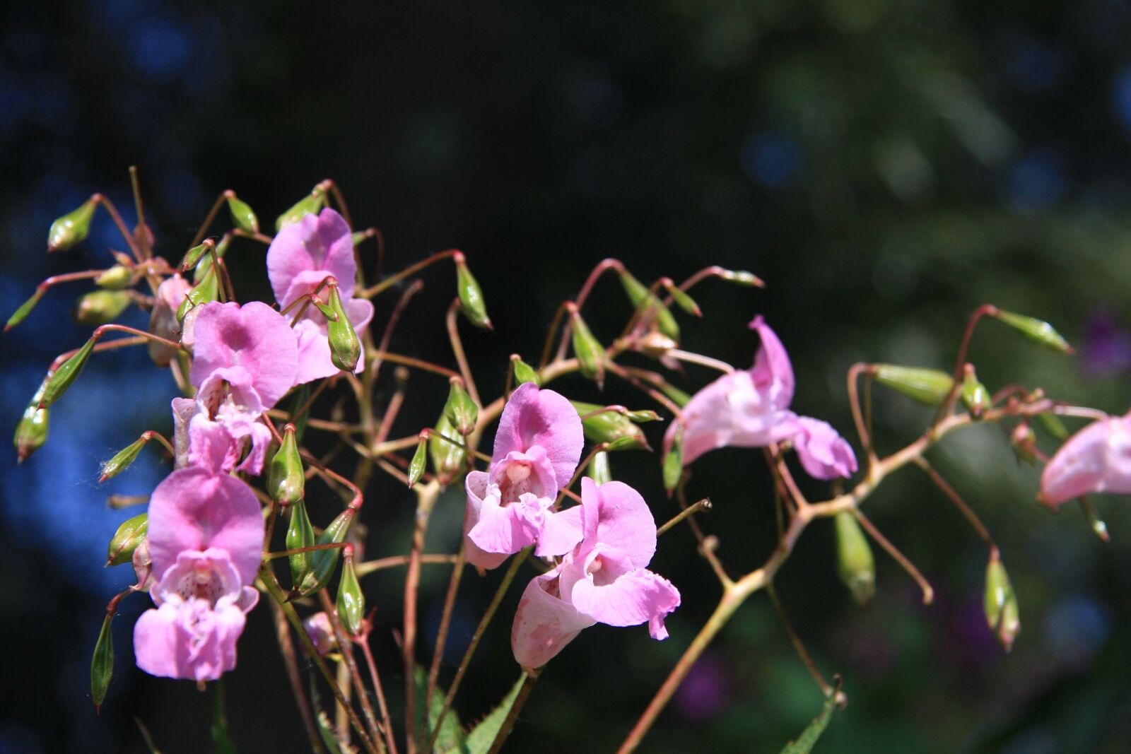 Canon EOS 40D sample photo. Flowers, leaves, nature photography