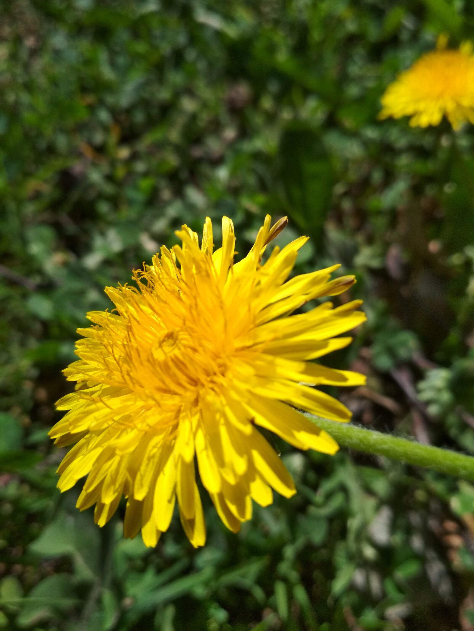 Xiaomi Redmi 4X sample photo. Spring, dandelion, flower photography