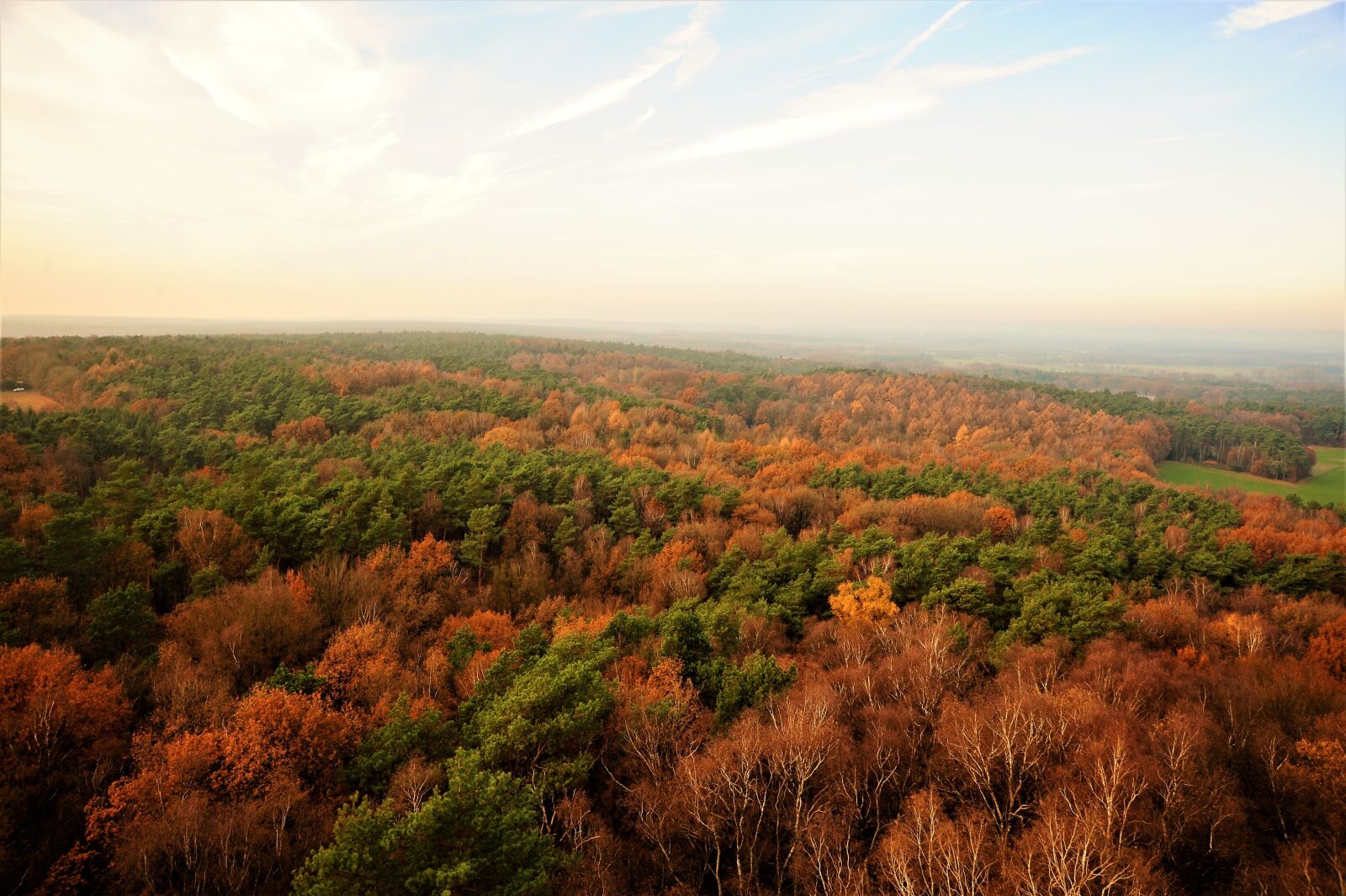 Nikon D700 sample photo. Forest, view, nature photography