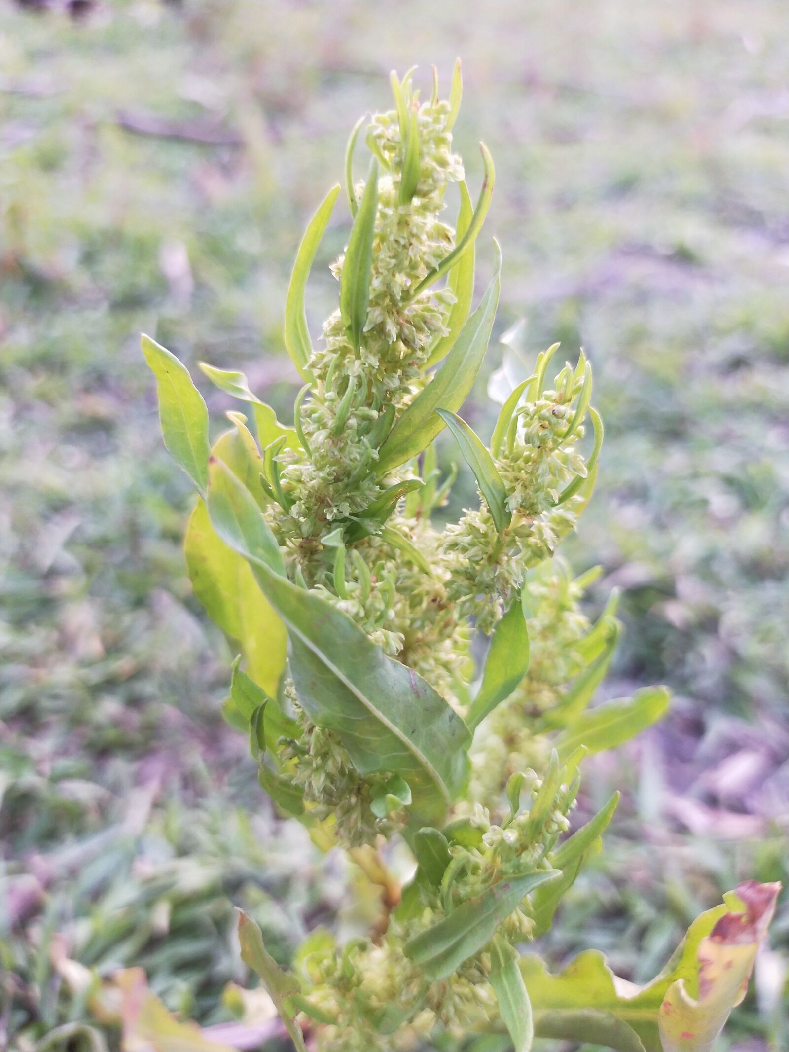 OPPO A9 2020 sample photo. Herb, plant, green photography