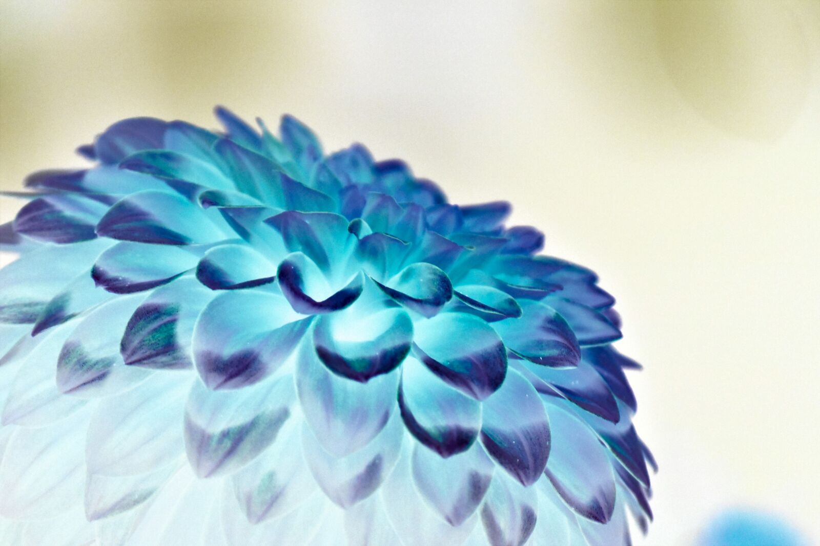 Nikon D3400 sample photo. Flower, space, edited photography