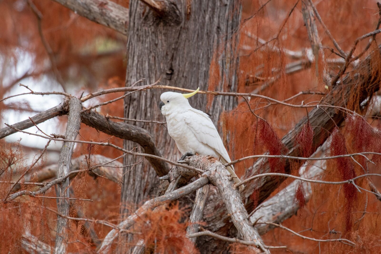 Canon EF 100-400mm F4.5-5.6L IS USM sample photo. Cockatoo, bird, wild photography