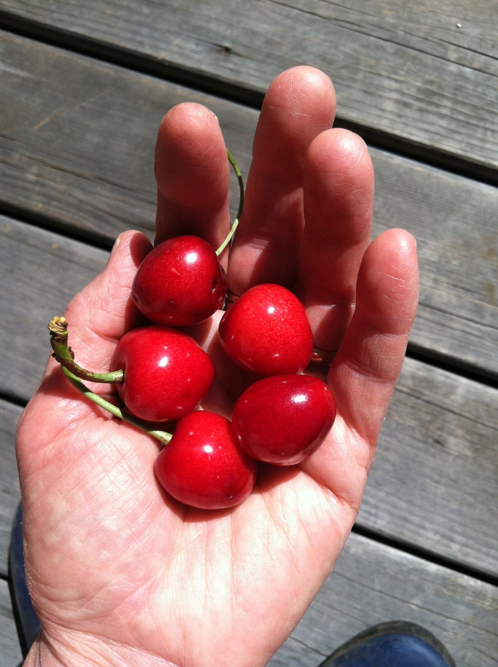 iPhone 4 back camera 3.85mm f/2.8 sample photo. Cherry, fresh fruit, garden photography