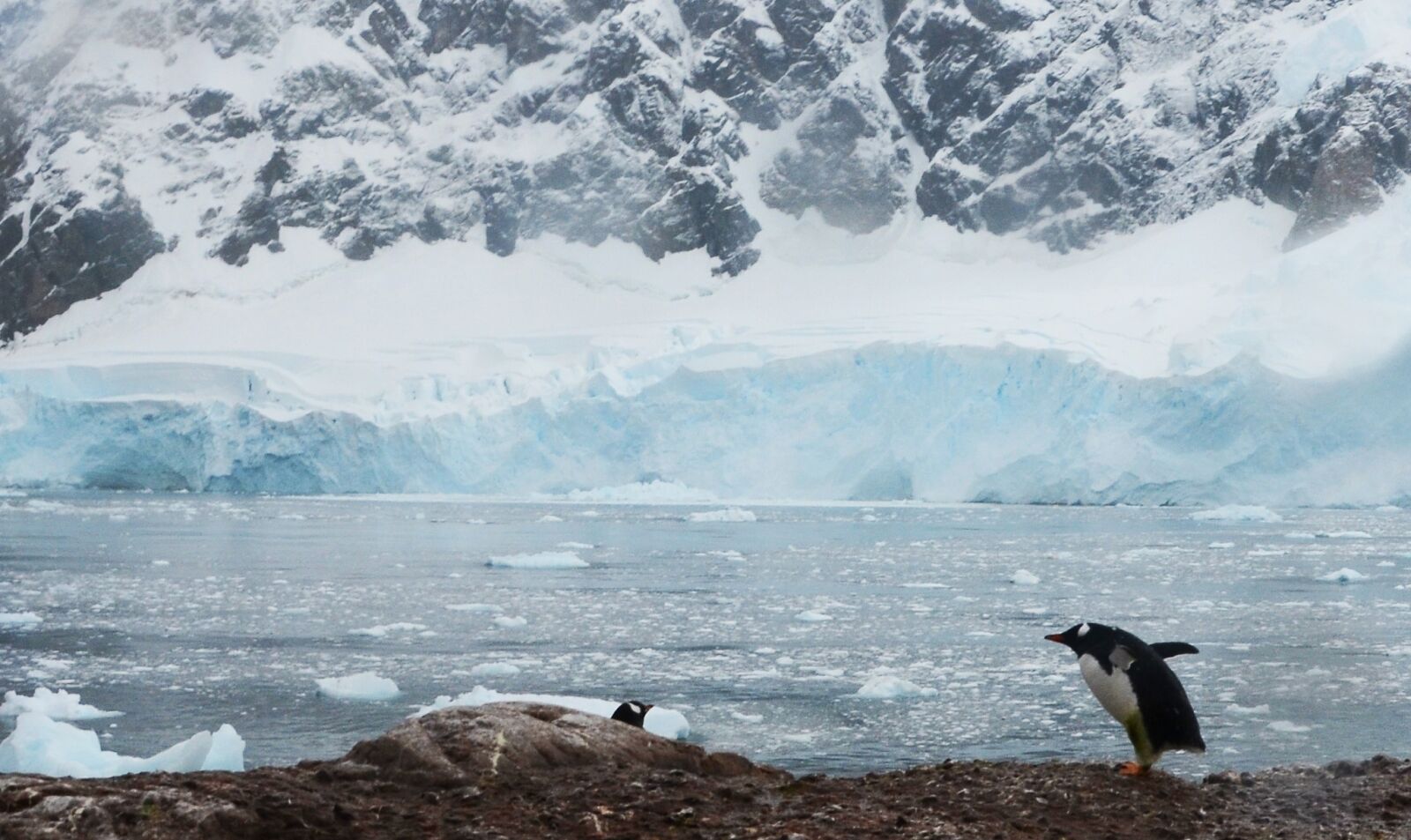 Nikon D7000 sample photo. Antarctica, penguins, icebergs photography