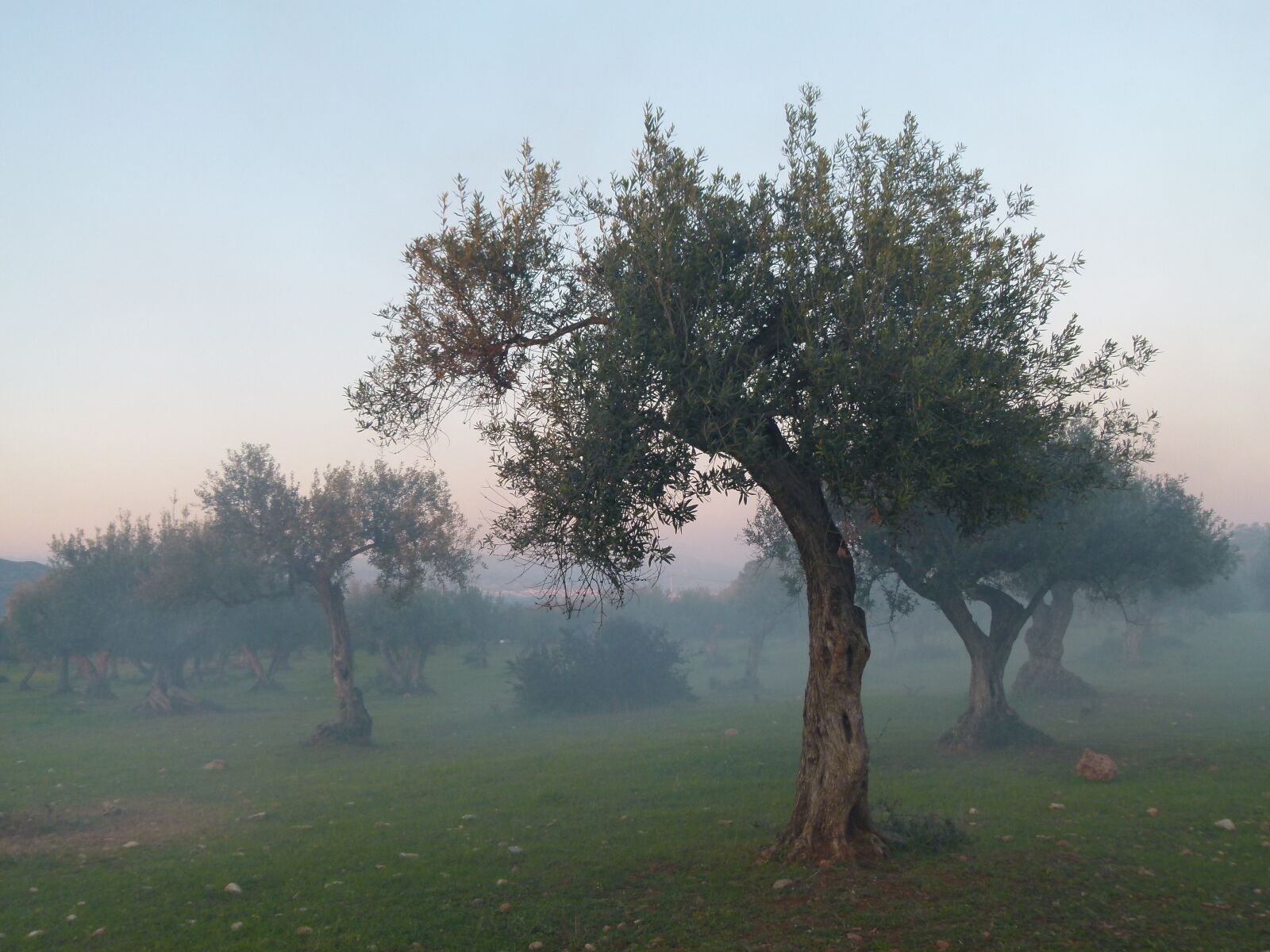 Panasonic Lumix DMC-FZ100 sample photo. Olive tree, fog, mood photography