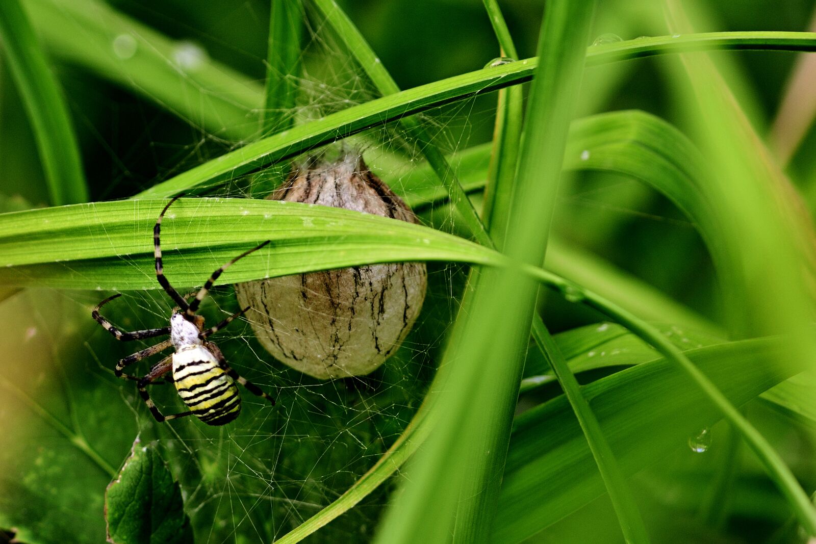 Nikon D5200 sample photo. Zebraspinne, cocoon, yellow photography