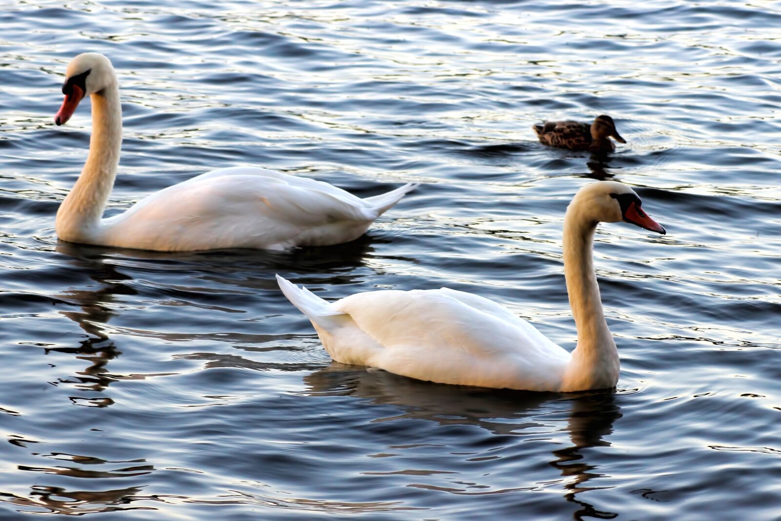 Canon EOS 600D (Rebel EOS T3i / EOS Kiss X5) sample photo. Swan, swans, evening sun photography