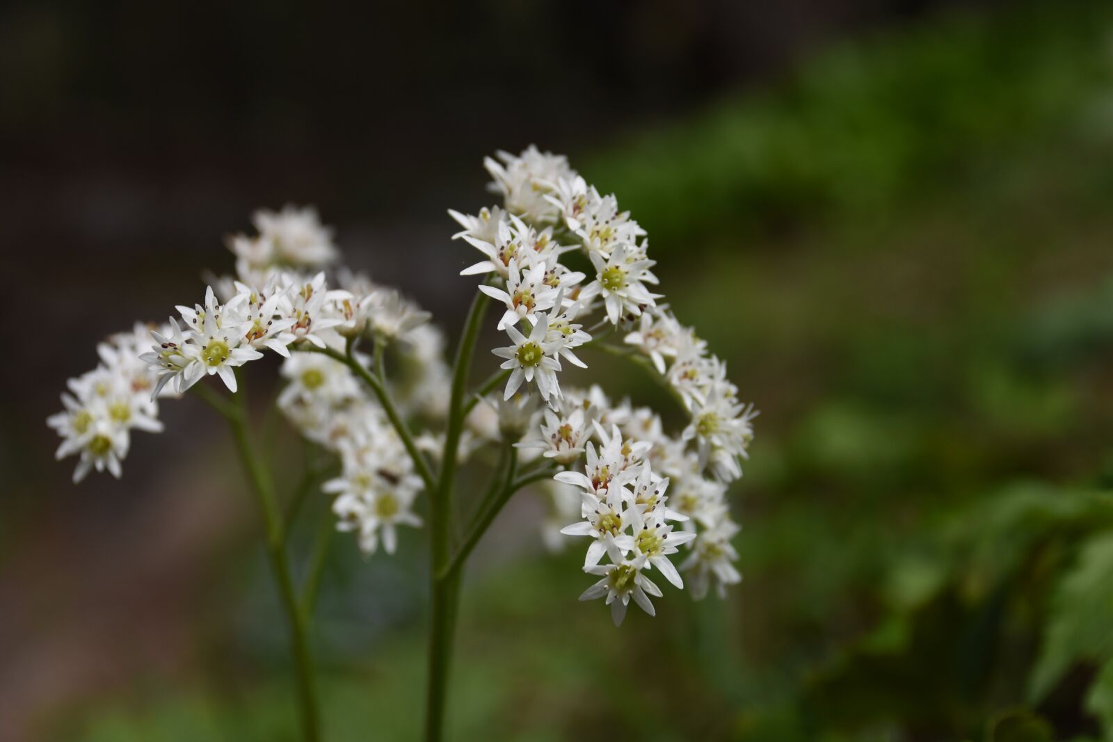 Nikon D7200 sample photo. Wildflower, stone leaves, white photography