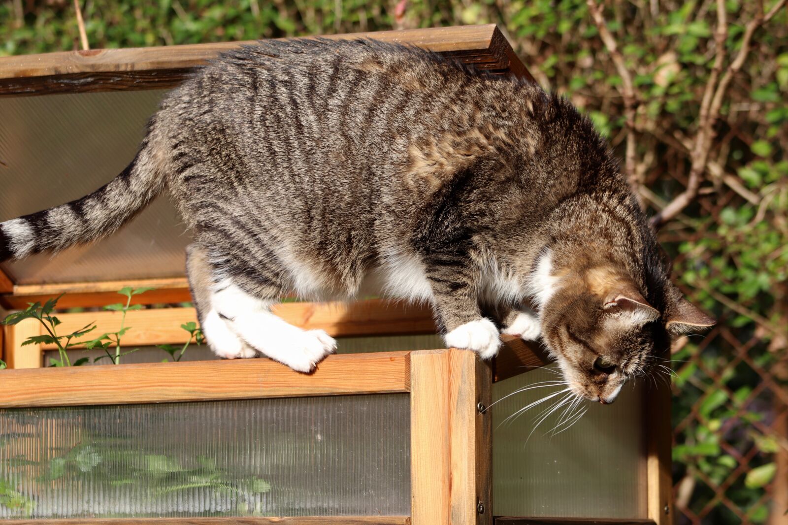 Canon EOS 800D (EOS Rebel T7i / EOS Kiss X9i) sample photo. Cat, mackerel, climb photography
