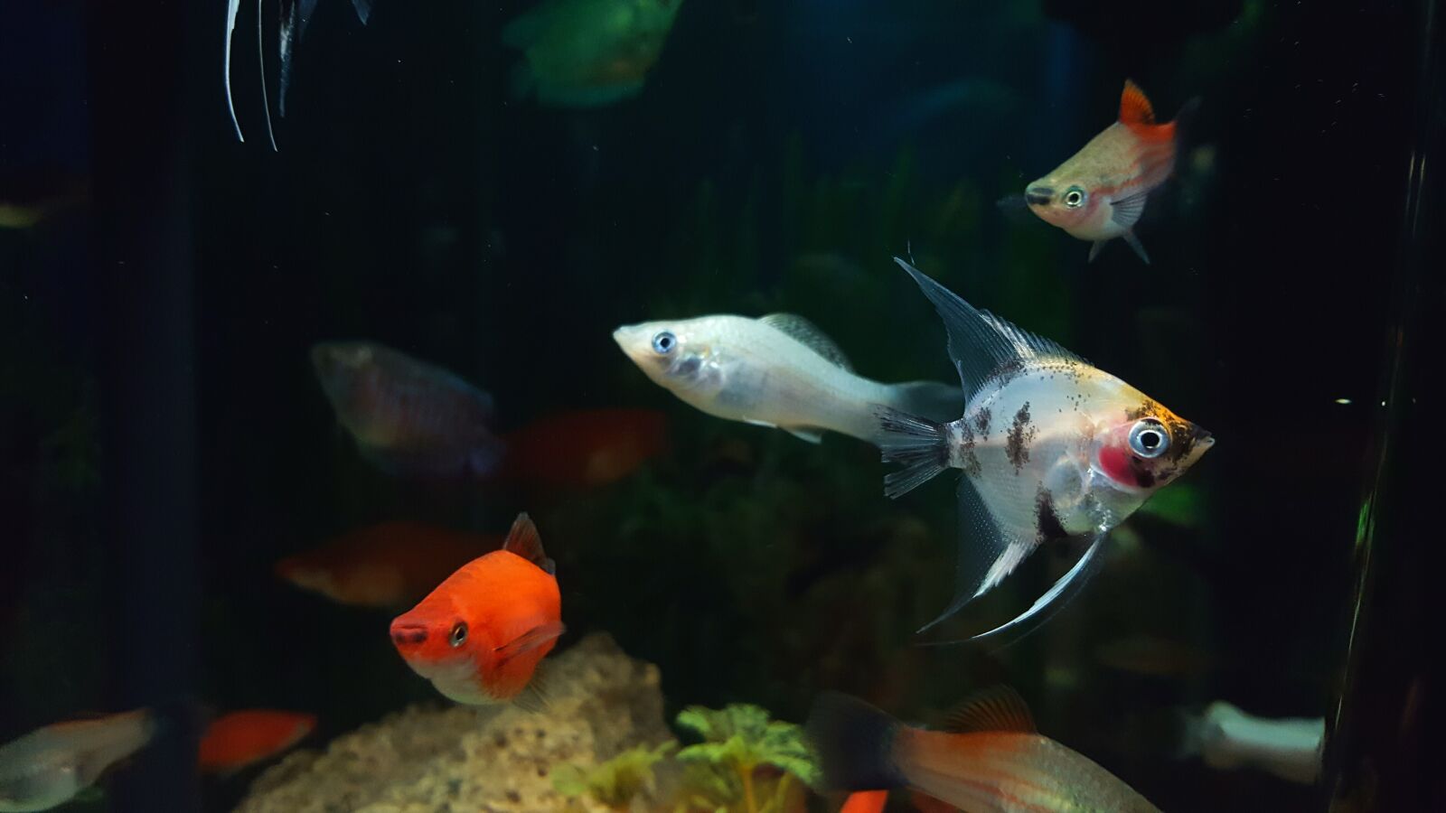 Samsung Galaxy S6 sample photo. Angel, fish, anglefish, aquarium photography