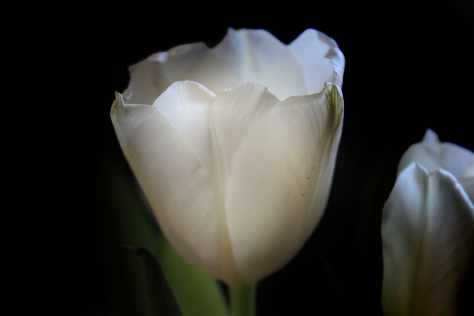 Canon EOS 1300D (EOS Rebel T6 / EOS Kiss X80) sample photo. Tulip, flower, holland photography