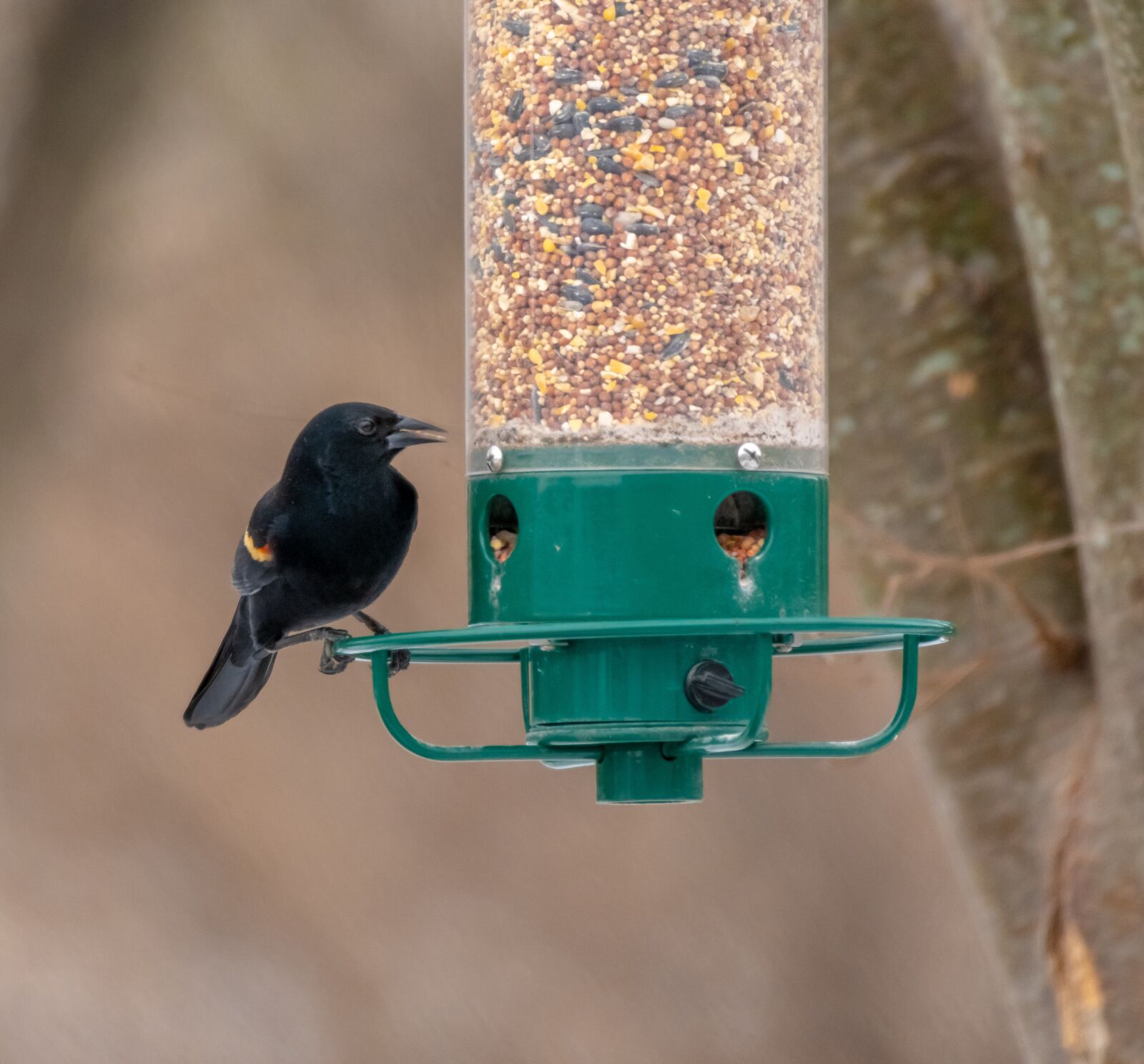 Nikon D500 sample photo. Red winged blackbird, bird photography