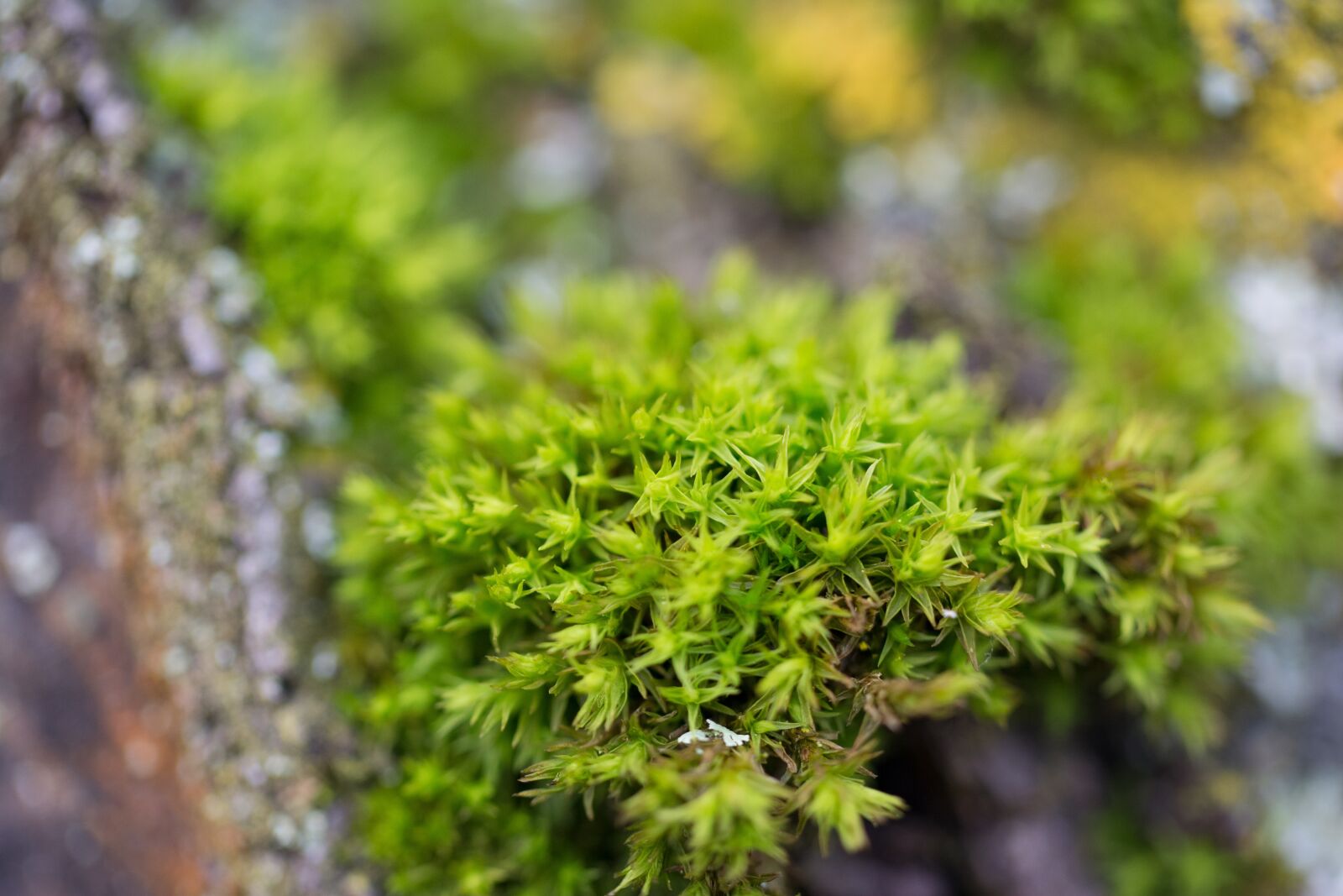 Nikon D5200 + Tamron SP AF 60mm F2 Di II LD IF Macro sample photo. Moss, macro, nature photography