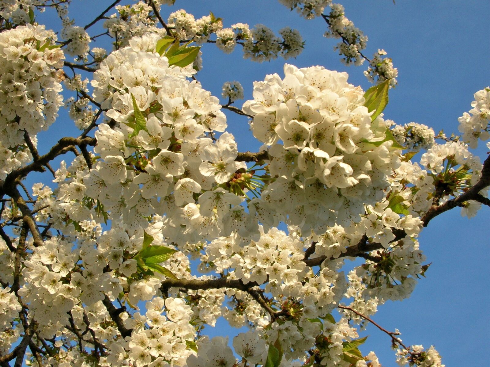 Nikon E4100 sample photo. Spring, flower, cherry photography
