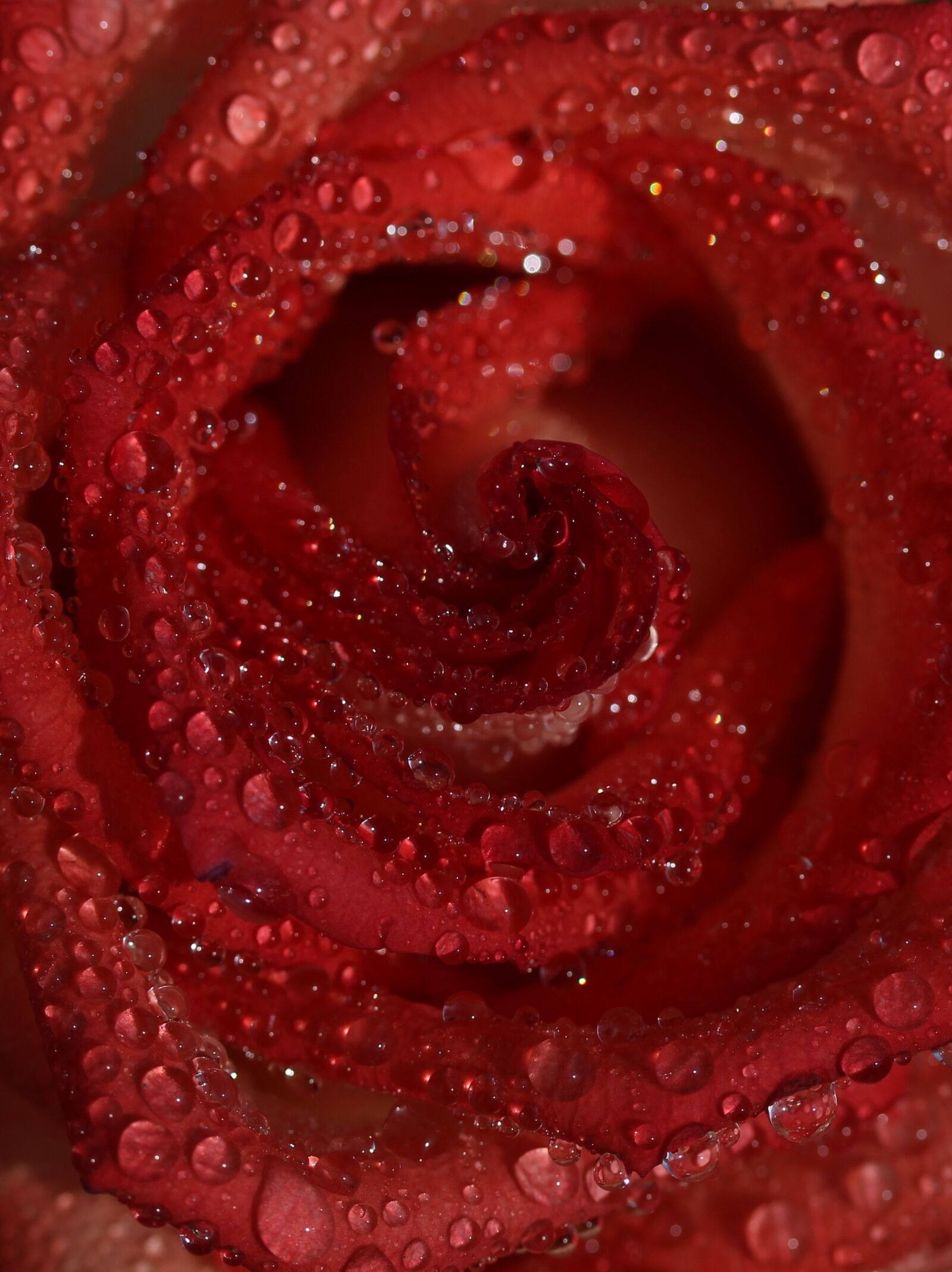 Canon EF-S 60mm F2.8 Macro USM sample photo. Rose, red, wet photography
