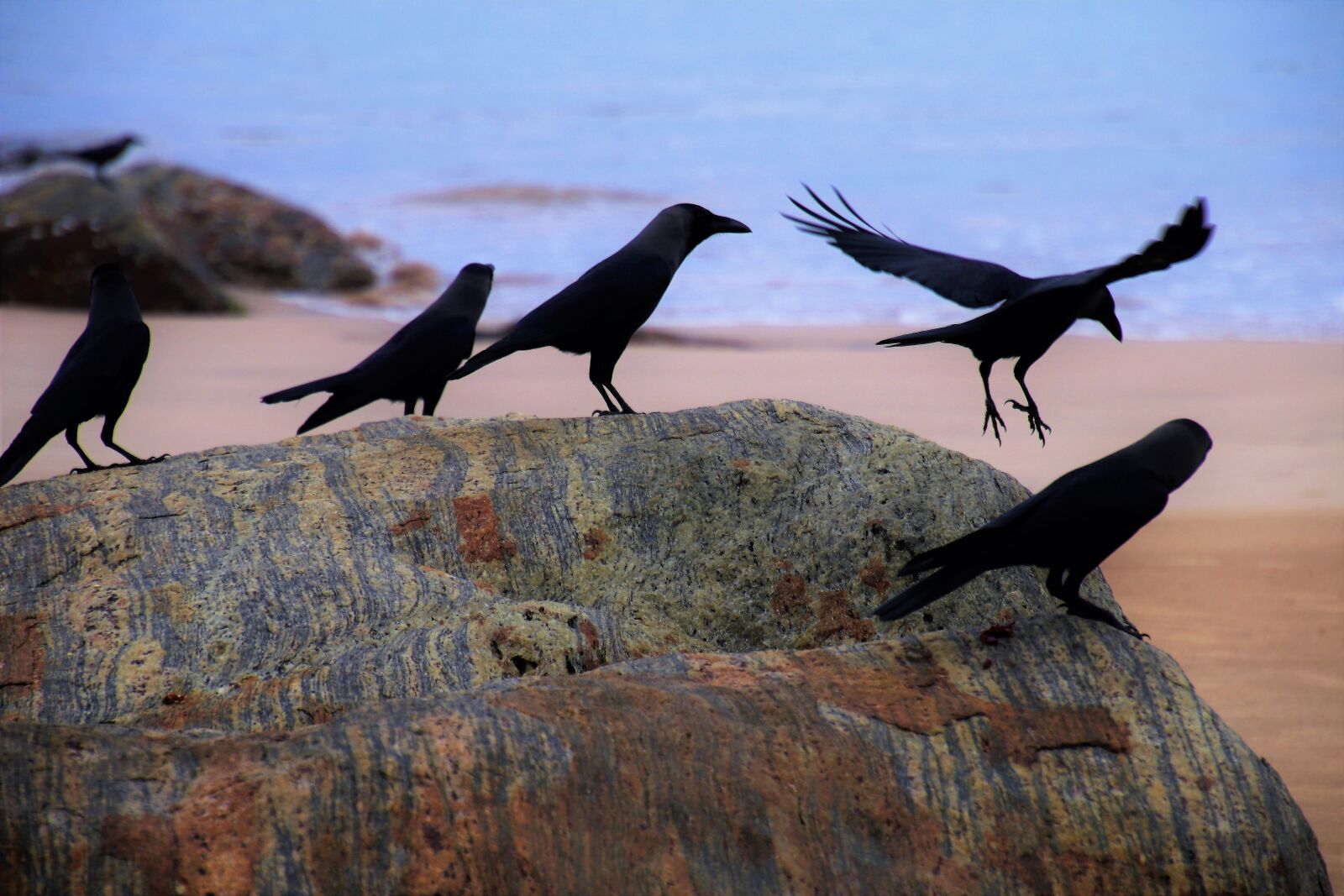 Canon EOS 80D sample photo. Raven, beach, ocean photography