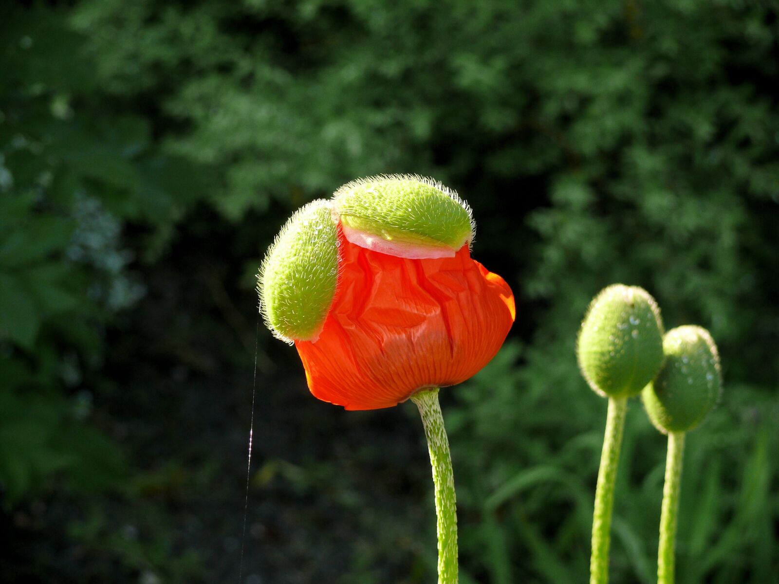 Panasonic DMC-FZ50 sample photo. Poppy, orange, red photography