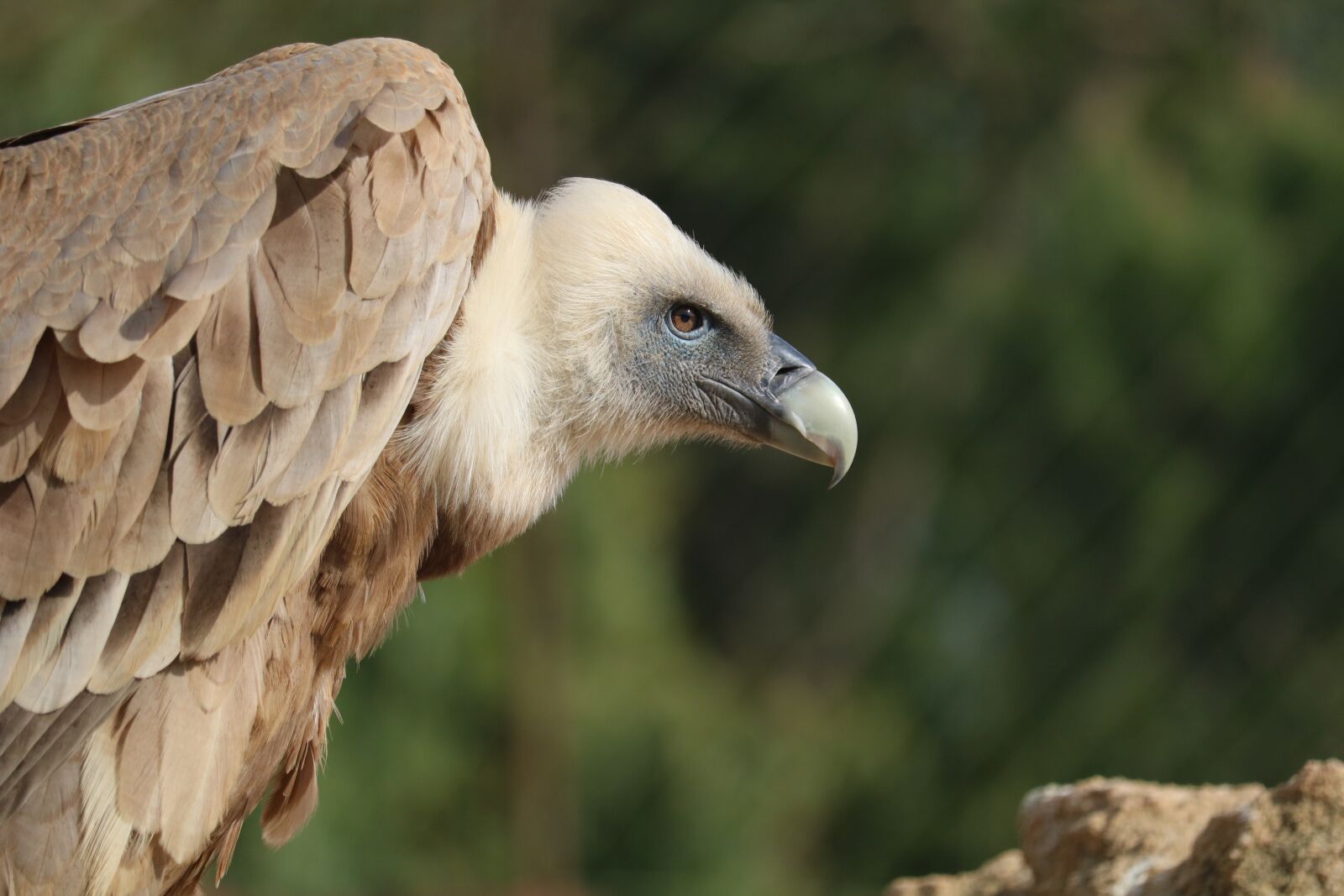 Canon EOS 750D (EOS Rebel T6i / EOS Kiss X8i) + Canon EF-S 55-250mm F4-5.6 IS STM sample photo. Vulture, bird, zoo photography
