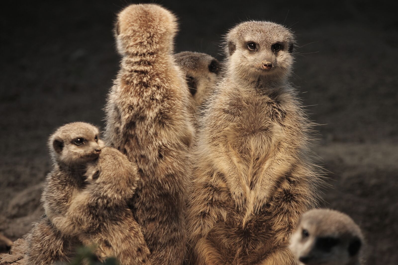 Canon EOS 1100D (EOS Rebel T3 / EOS Kiss X50) sample photo. Meerkat, family, warm photography