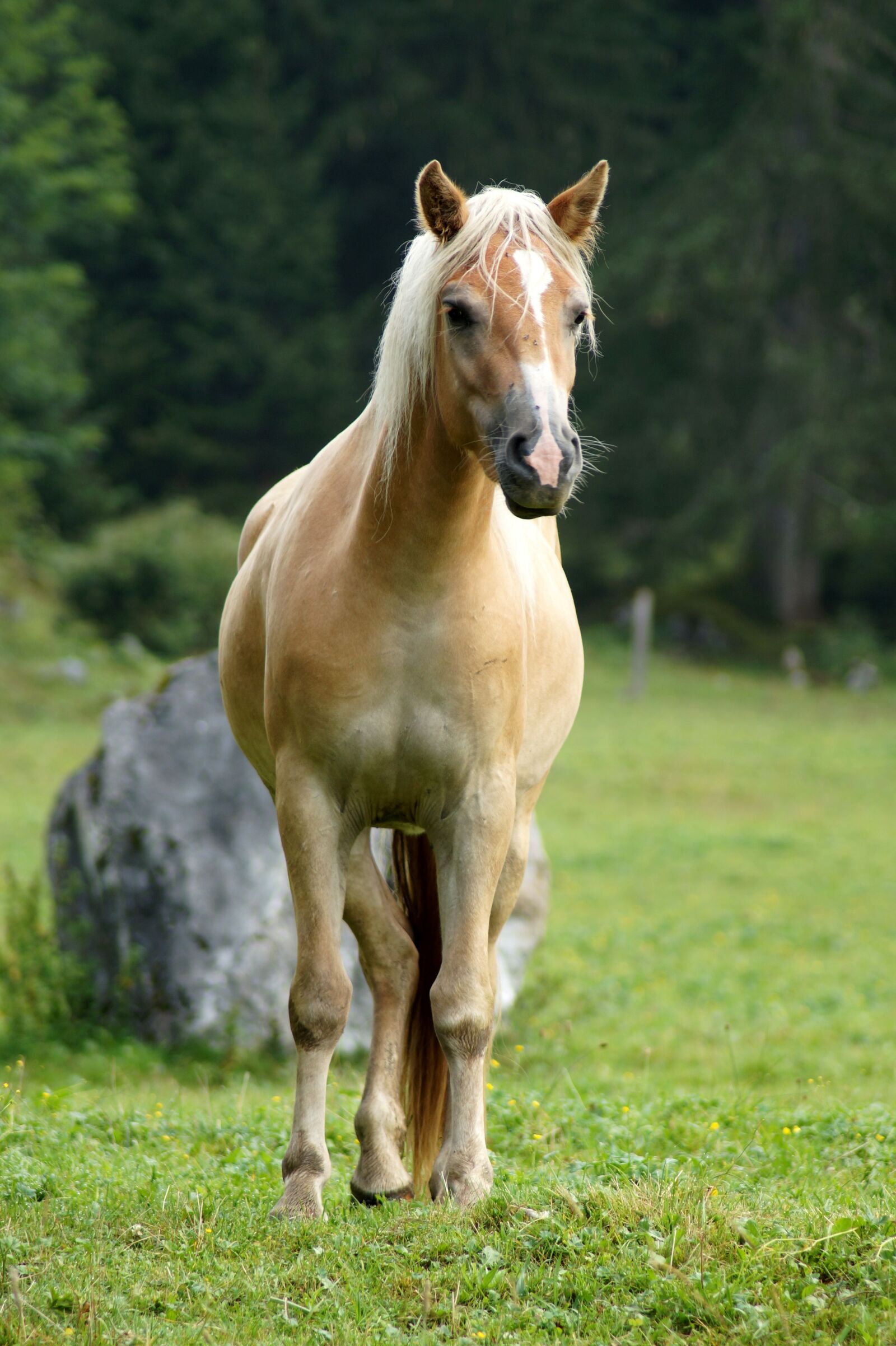 Sony SLT-A58 sample photo. Horse, animal, nature photography