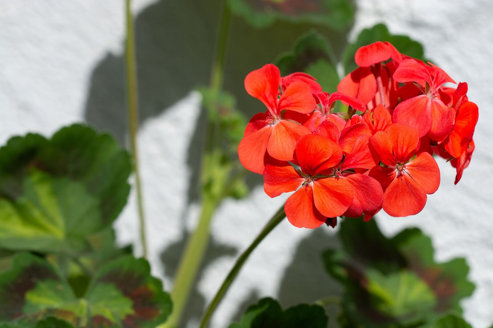 Nikon D7100 sample photo. Geranium, red, red geranium photography