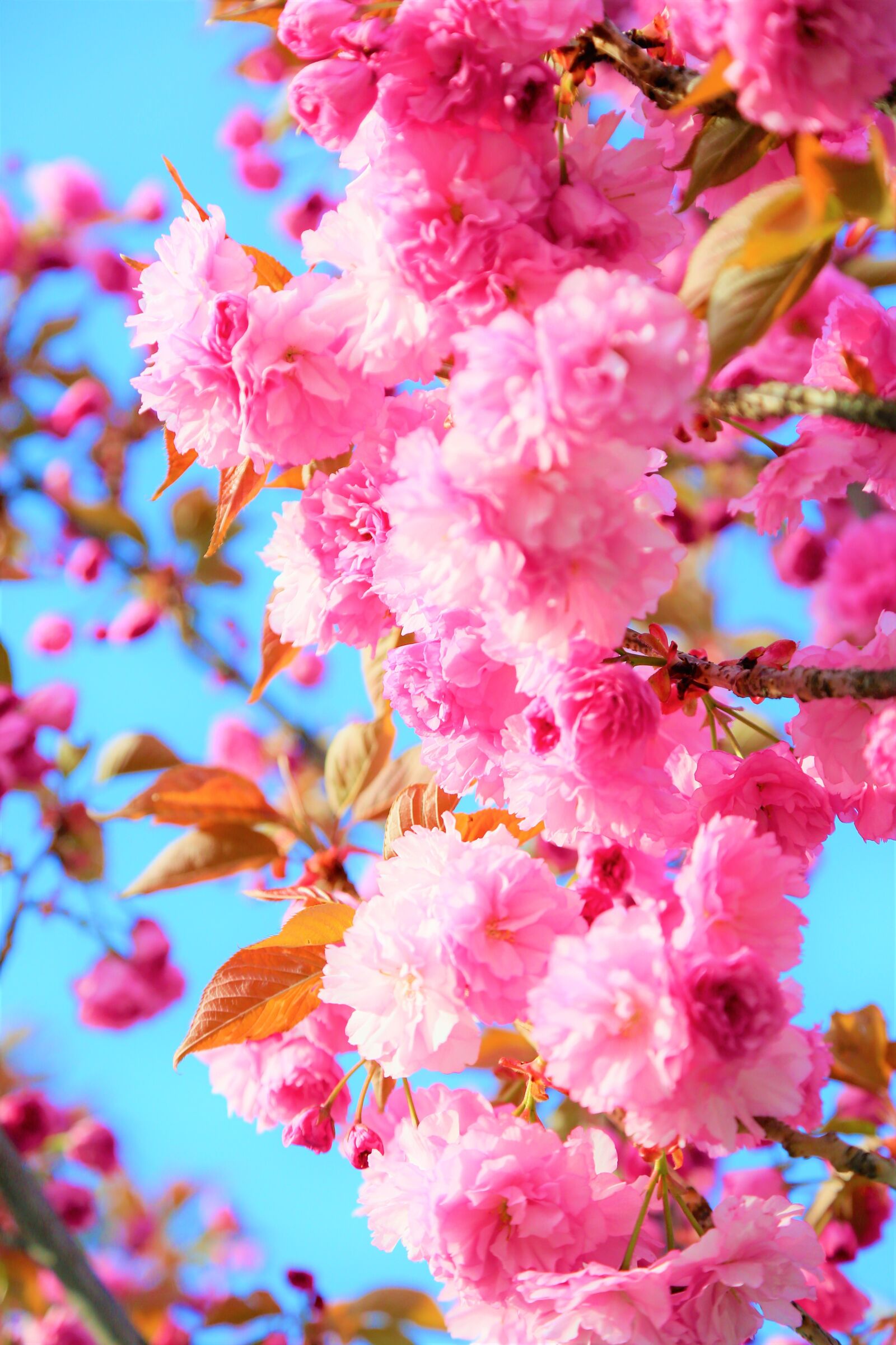 Canon EF 24-105mm F4L IS USM sample photo. Japanese cherry tree, flowers photography