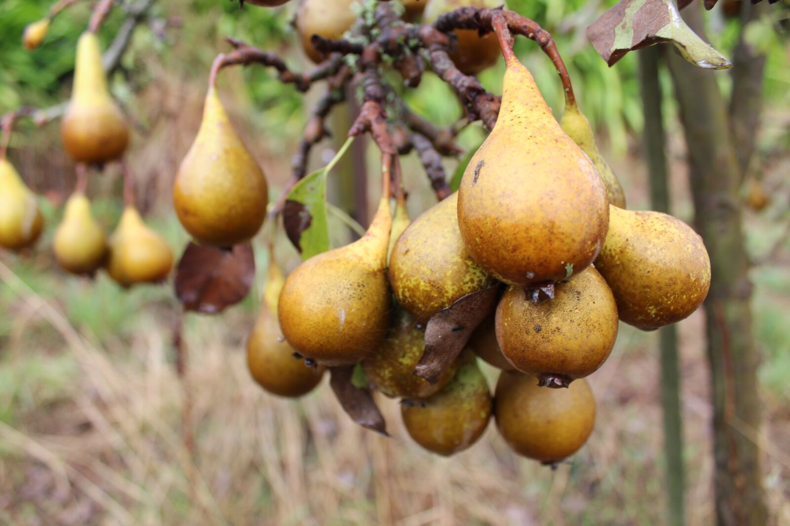 Canon EOS 1200D (EOS Rebel T5 / EOS Kiss X70 / EOS Hi) sample photo. Pears, tree, farm photography