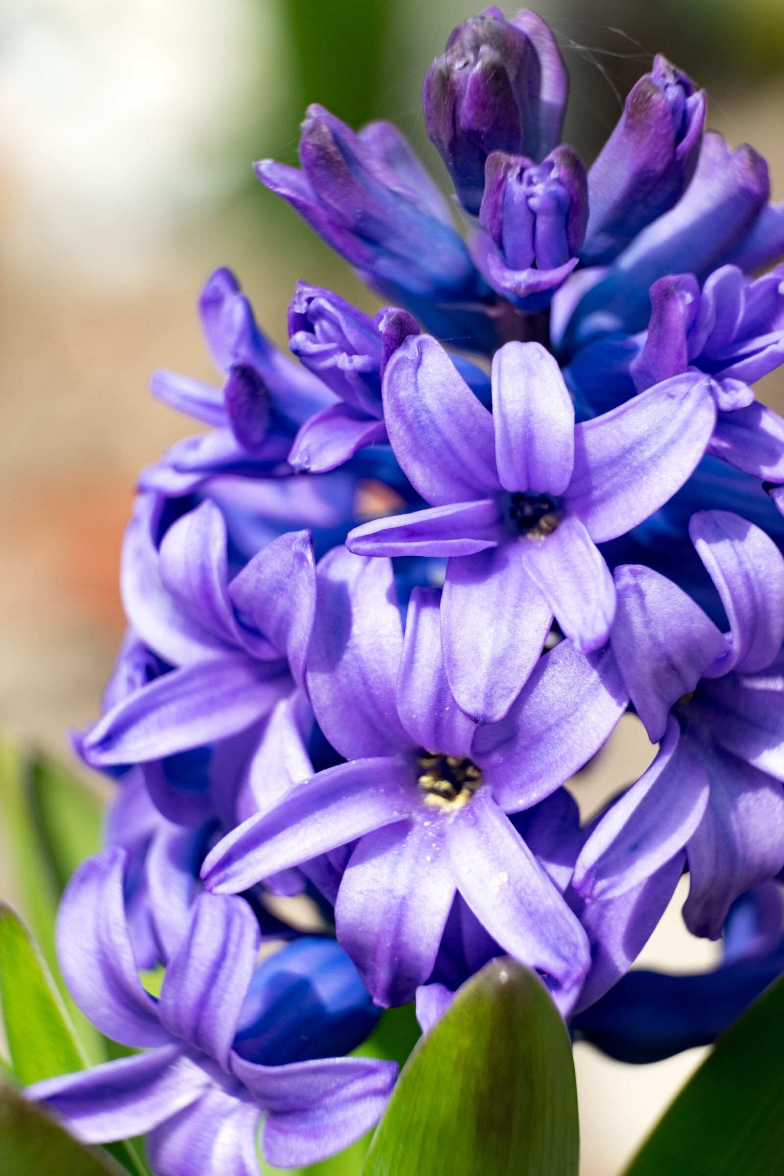 Fujifilm XF 55-200mm F3.5-4.8 R LM OIS sample photo. Flower, hyacinth, spring photography