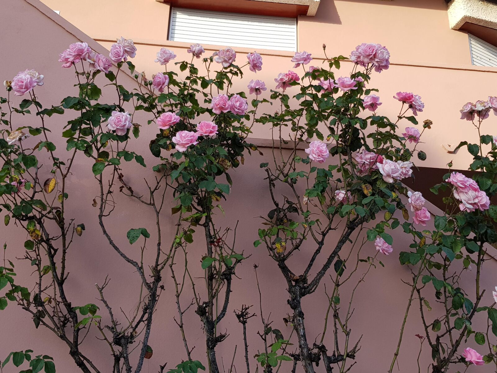 Samsung Galaxy S8 sample photo. Roses, romance, love photography