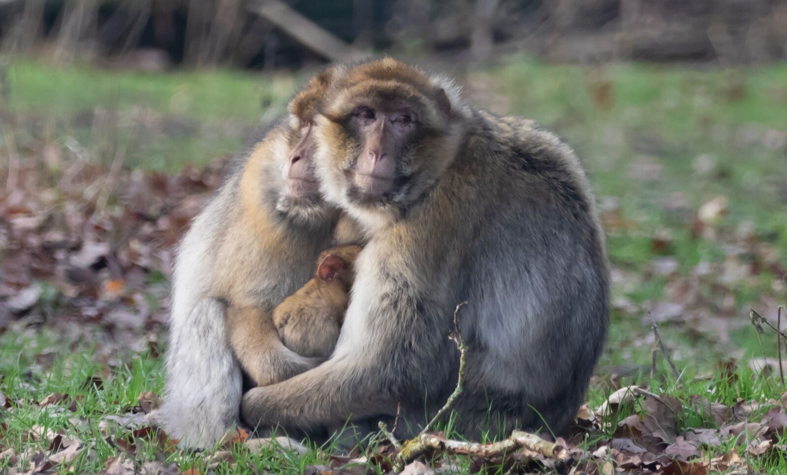 Canon EOS 7D Mark II sample photo. Mother and baby macaque photography