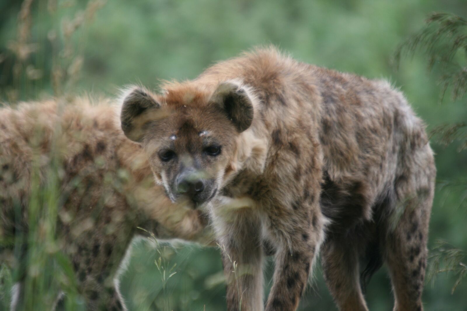 Canon EOS 400D (EOS Digital Rebel XTi / EOS Kiss Digital X) sample photo. Hyena, dog, zoo photography